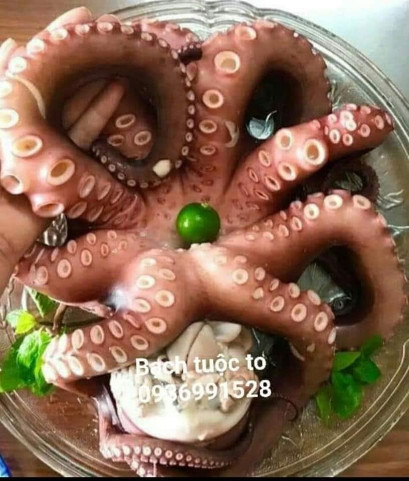 Bạch tuộc khổng lồ hấp