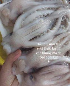 Đầu râu mực to khủng