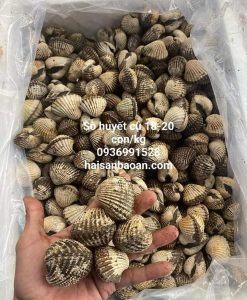 Sò huyết tự nhiên