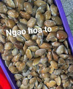 Ngao hoa