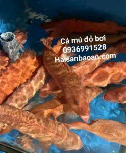 Cá mú đỏ quý hiếm