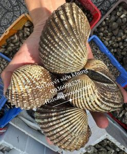 Sò huyết tự nhiên