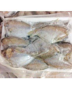 Cá đội đèn 1 nắng