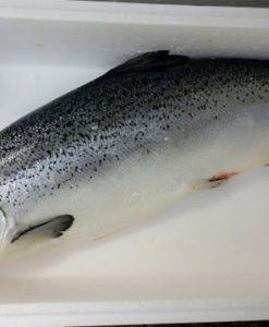 Cá hồi Sapa nguyên con