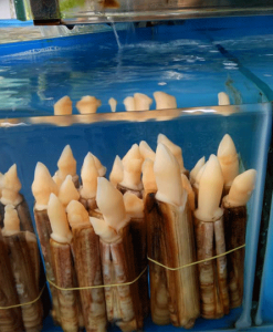 Ốc móng tay tươi làm sạch nguyên vỏ