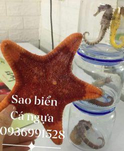 Sao biển tươi to làm sạch