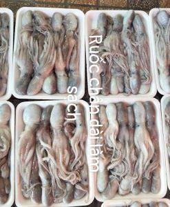 Bạch tuộc chân dài