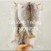 Cá lanh 1 nắng to