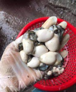 Ruột hàu tươi làm sạch