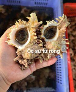 Ốc sư tử rồng