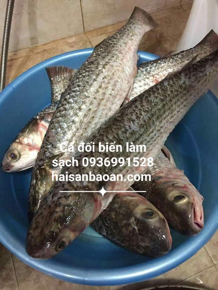 Cá đối biển làm sạch tại Hải Sản Bảo An