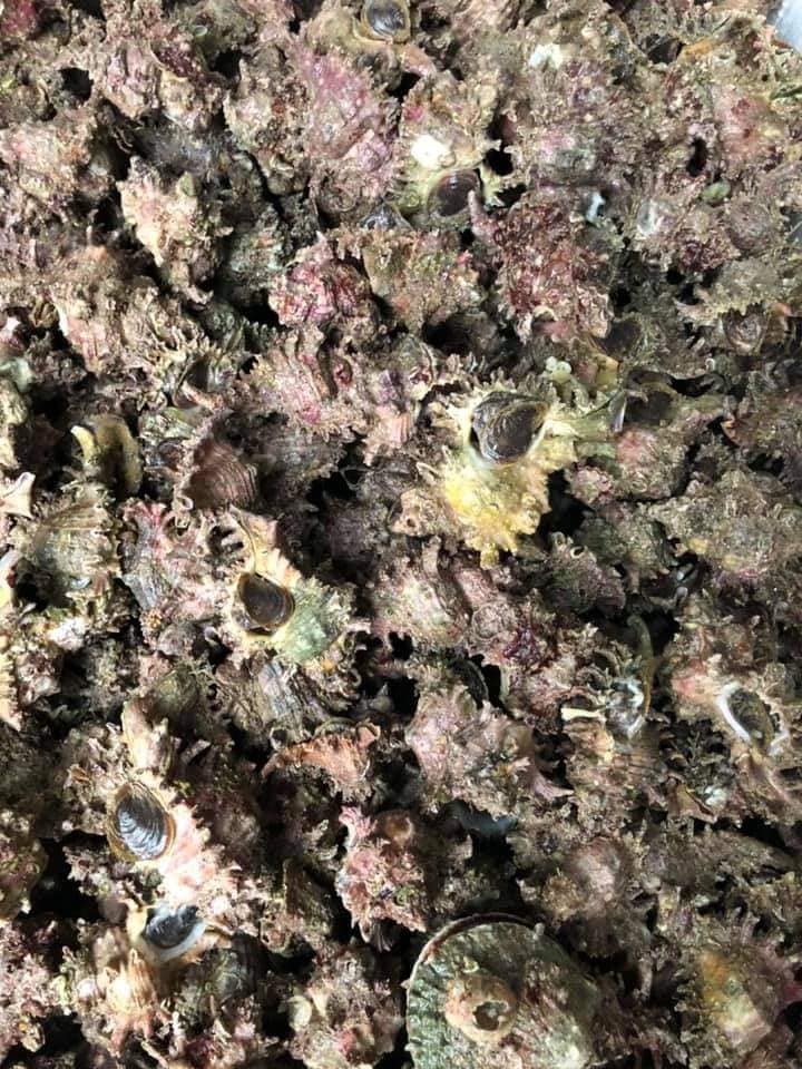 Ốc sư tử Quảng Ninh