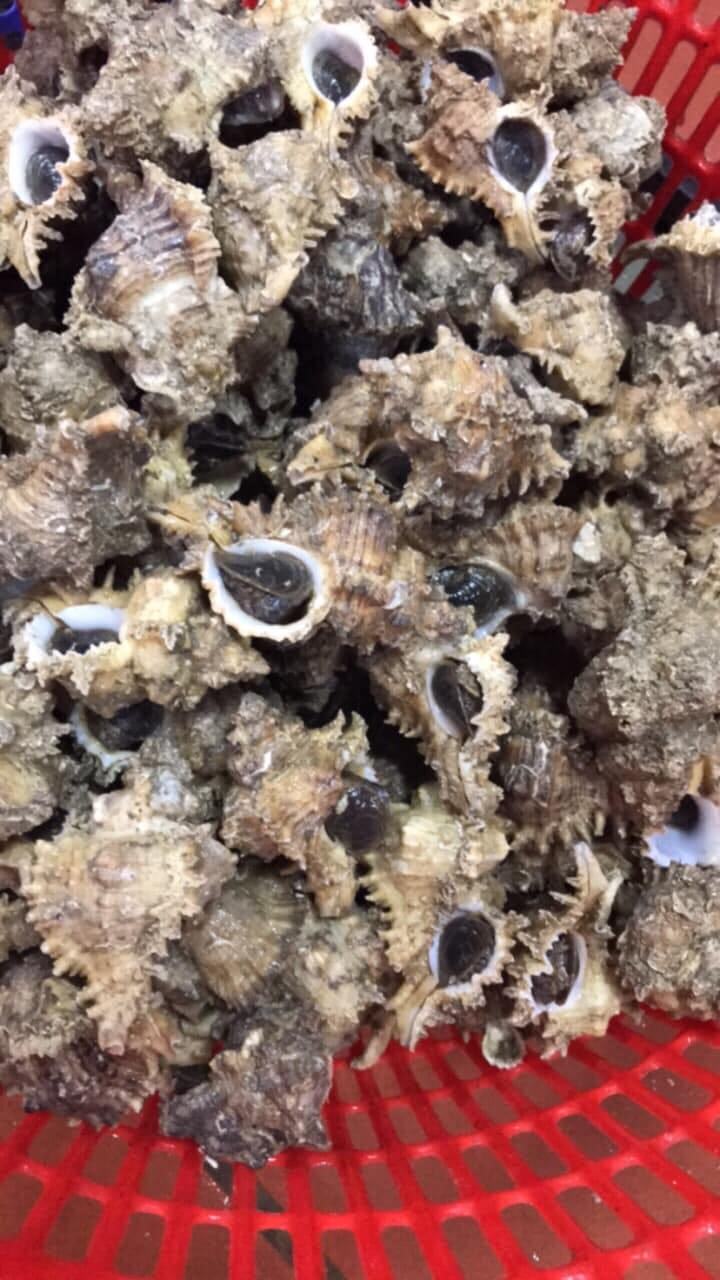 Ốc sư tử bổ dưỡng