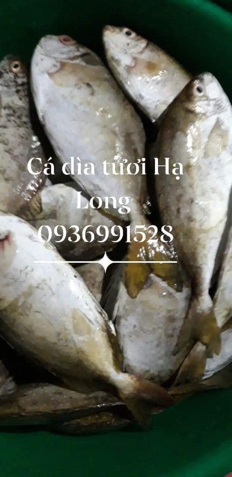 Cá dìa tươi Hạ Long tại Hải Sản Bảo An