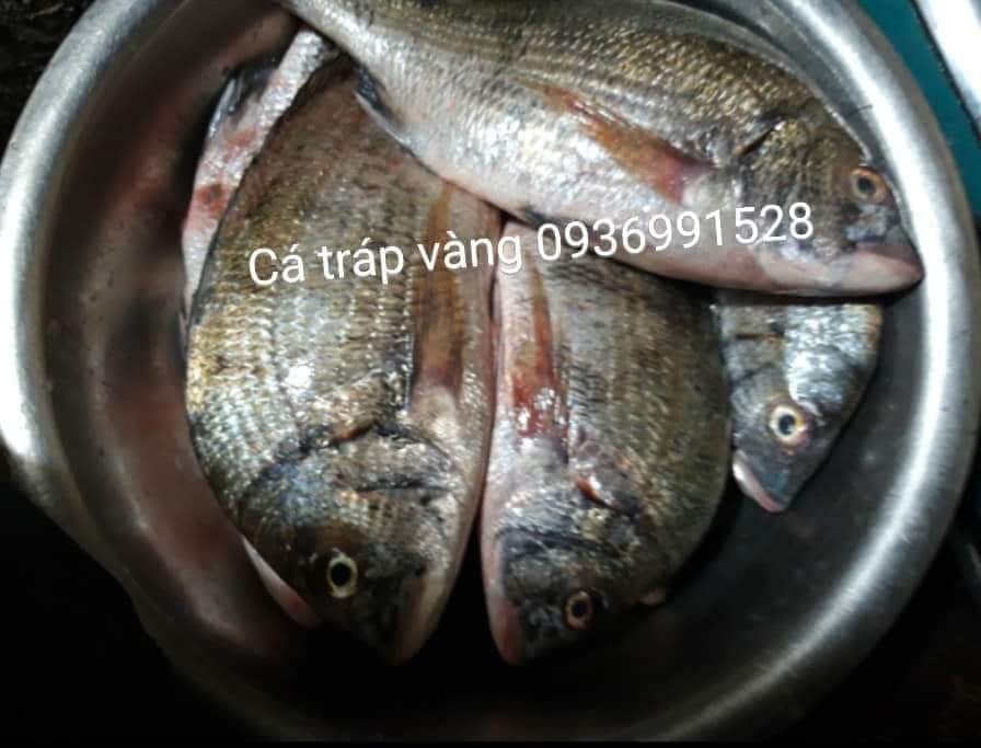 Tiến hành và sơ chế cá tráp vàng