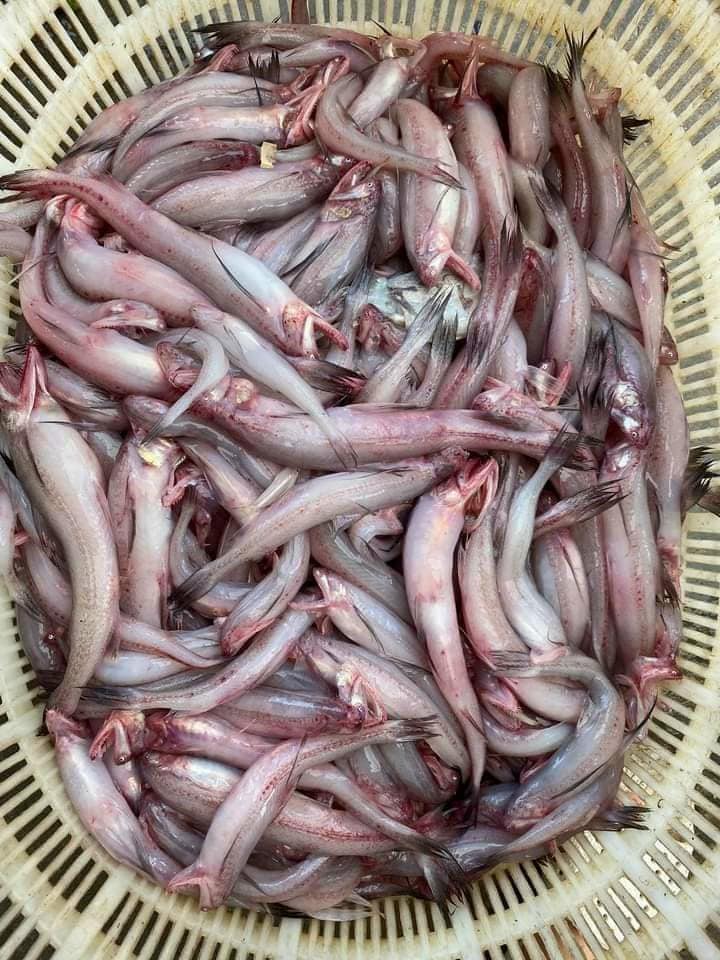 Sơ chế cá khoai tươi ngon