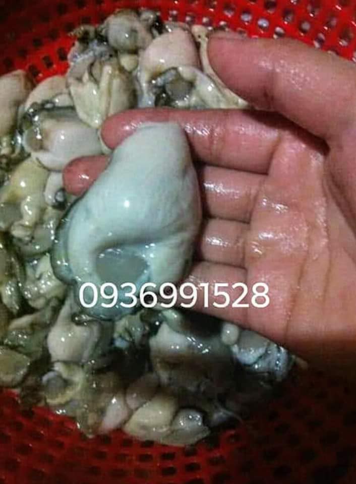 Sơ chế hàu sữa