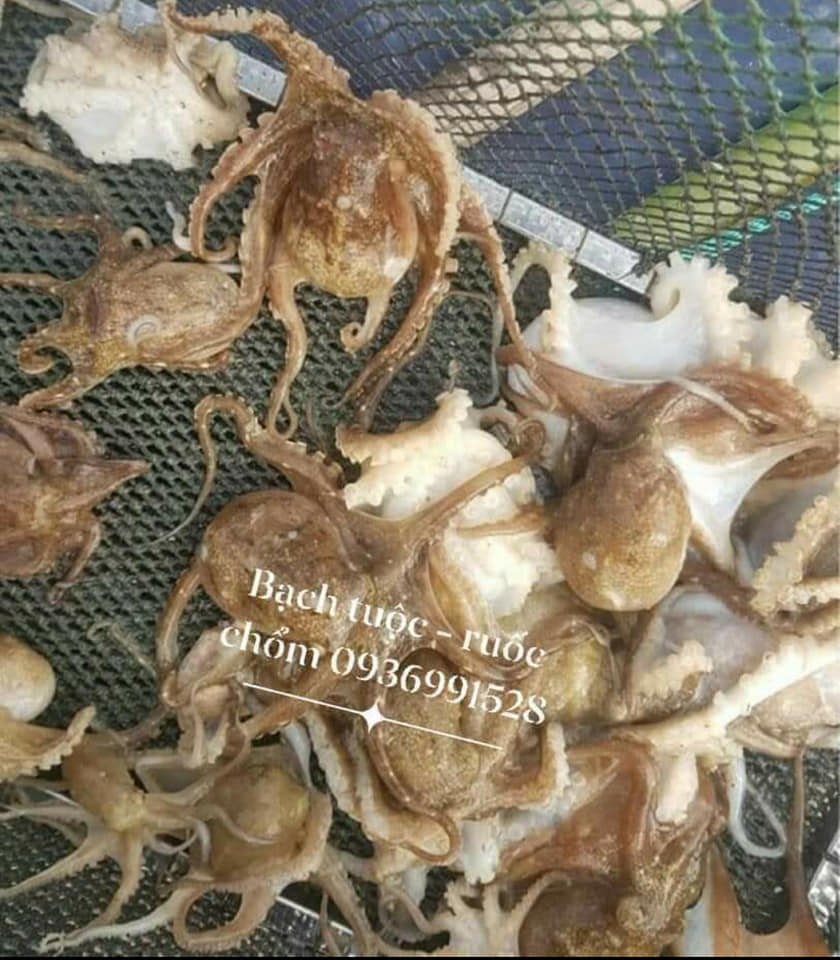 Bạch tuộc hay ruốc chổm tươi ngon