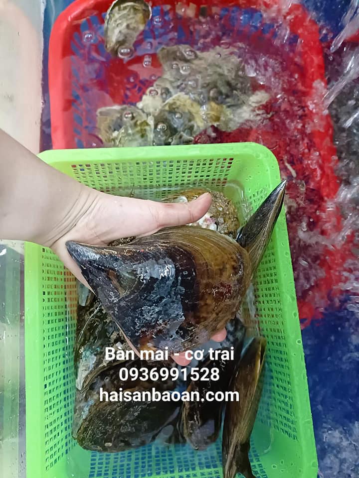 Chọn bàn mai - cơ trai tươi sống