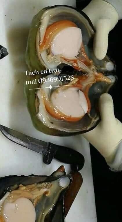 Sơ chế bàn mai - cơ trai tươi sống