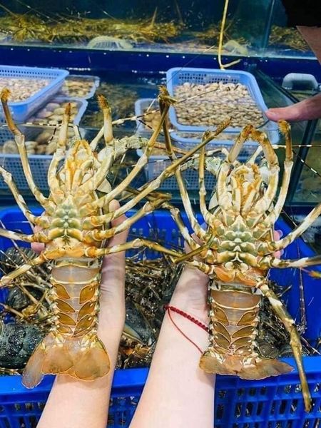 Chuẩn bị tôm hùm tươi ngon