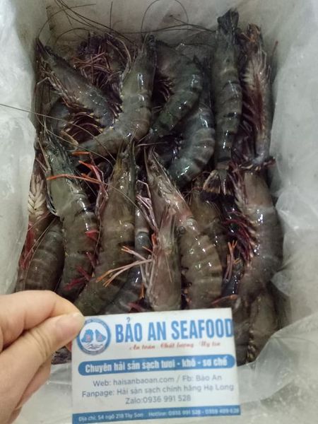 Chuẩn bị tôm sú tươi ngon