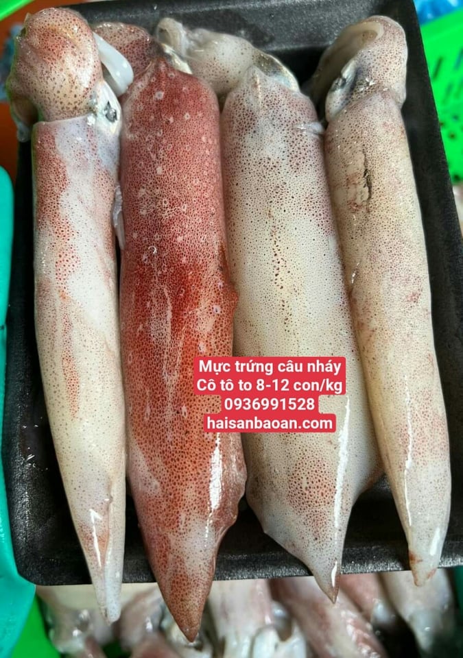 Chuẩn bị mực trứng tươi ngon