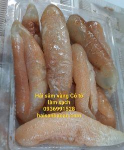 Hải sâm vàng Cô Tô