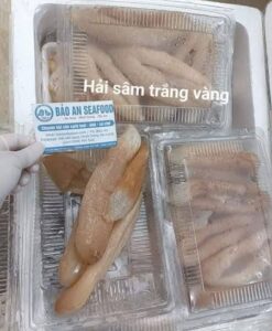 Hải sâm trắng vàng