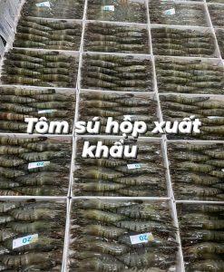 Tôm sú hộp xuất khẩu