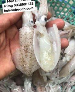 Mực sim cánh trứng