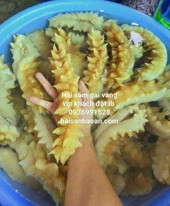 Hải Sâm Gai Vàng