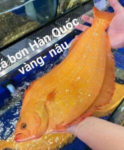 Cá Bơn Hàn Quốc