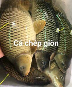 Cá Chép Giòn
