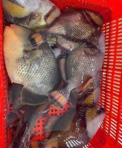 Cá Bò Giáp Tươi